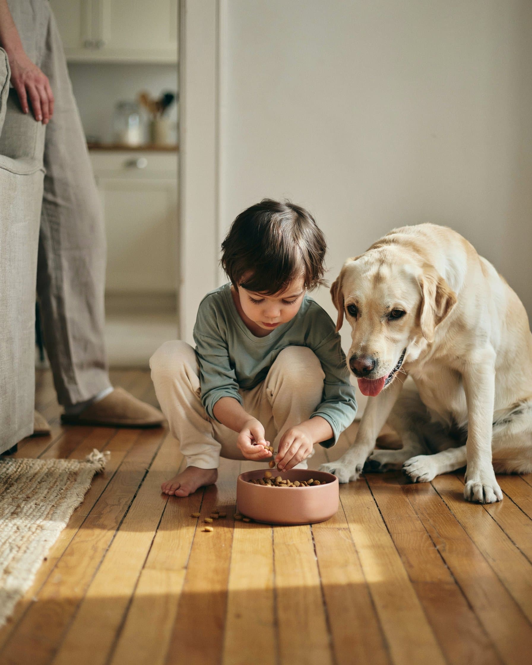 Child feeding a Labrador while a parent watches nearby
